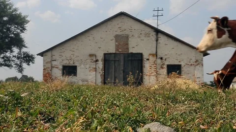 Cows and Farmer at farm Vidéo 89577224