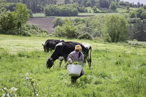 Cows and farmer Stock Photos