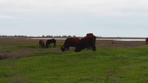 Cows and foals graze on a spring green meadow against the background of a pon Stock Footage 167152522