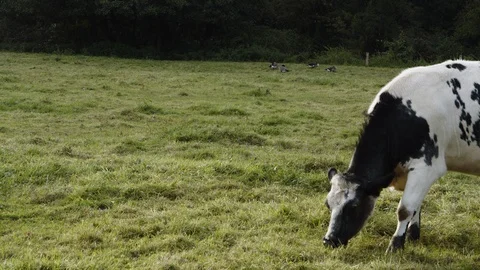 Cows and Gees Stock Footage 116571352