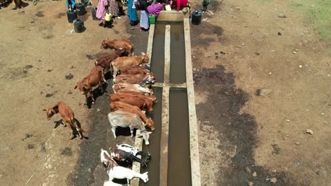 Cows and goats drinking water in animal traff Video stock 287987294
