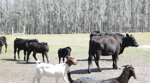 Cows and goats grazing Stockbeeldmateriaal 26659425