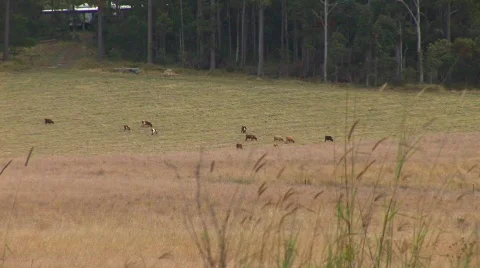 Cows and grain HQ Stock Footage 493700