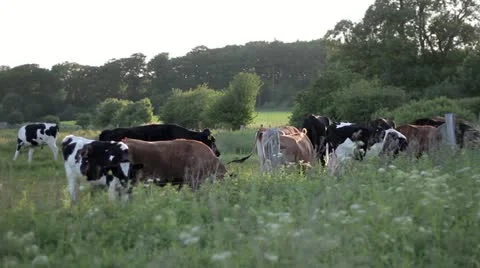 Cows and Grass Stock-Footage 11225121