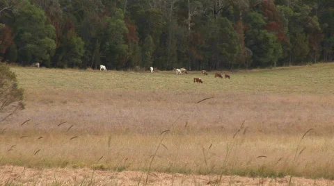 Cows and grass HQ Stock Footage 493836