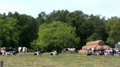 Cows and hay Stock Footage 233367