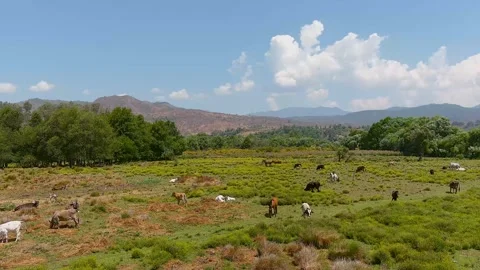 Cows and Horses in field Stock-Footage 317117487
