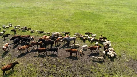Cows and horses Stock Footage 92299922