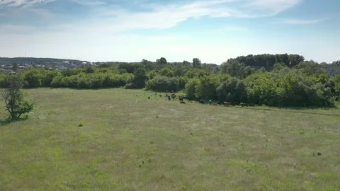 Cows and horses graze. part 3 Vidéo 111242016