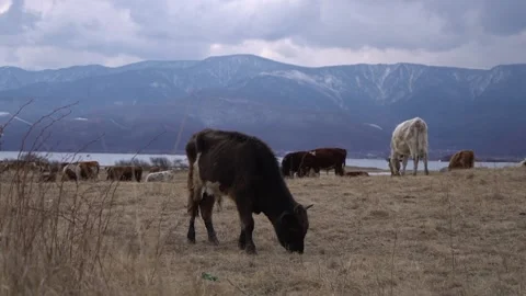 Cows and Khamar-Daban Mountains, Baikal, Siberia, Irkutsk region, Russia. Stock Footage 169937905