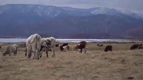 Cows and Khamar-Daban Mountains, Baikal, Siberia, Russia Stock Footage 169938004
