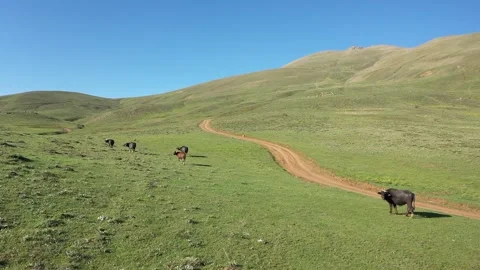 Cows and meadow Stock Footage 294128515