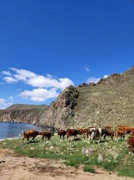 Cows and mountain Foto stock