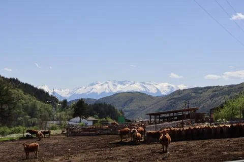 Cows and mountain view Stock Photos