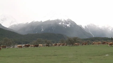 Cows and mountains Stock Footage 1789804