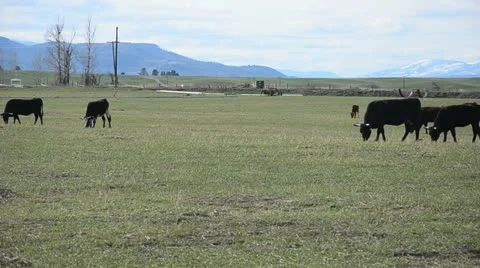 Cows and mountains Stock Footage 10916214