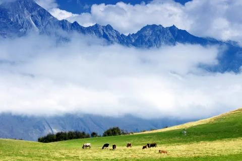 Cows and mountains Fotos Stock