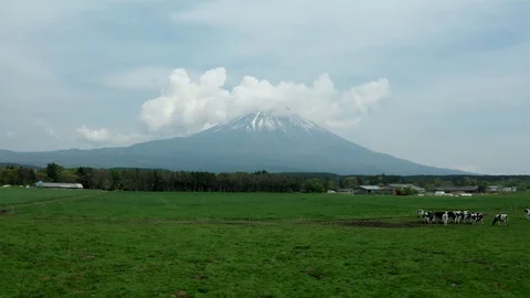 Cows and Mt Fuji Stock Footage 112809915