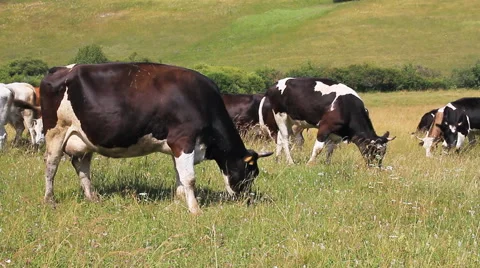 The Cows and Oxens. Stock Footage 61606701