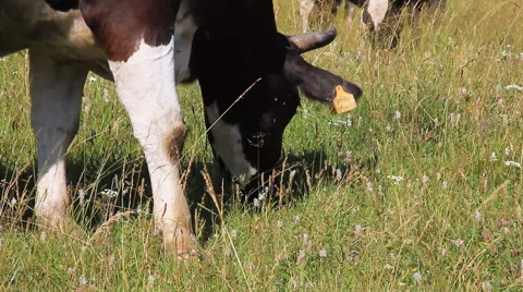 The Cows and Oxens. Stock Footage 61608343