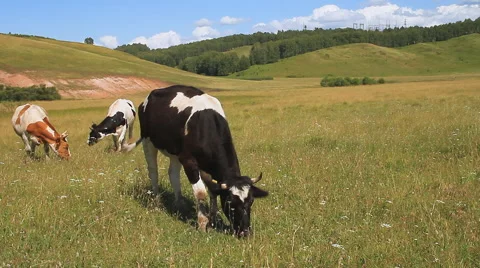The Cows and Oxens. Stock Footage 61665497
