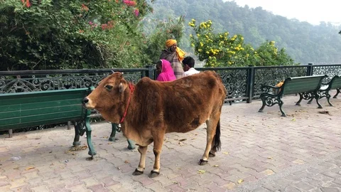 Cows and people on the waterfront in Rishikesh Stock Footage 120215328