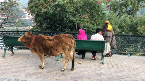 Cows and people on the waterfront in Rishikesh Stockbeeldmateriaal 120215329