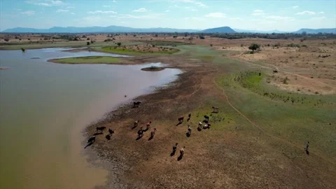 COWS AND THE RIVER 02 Video stock 159238691