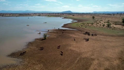COWS AND THE RIVER Video stock 159238888