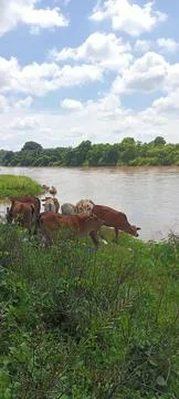Cows and rivers Stock-Fotos