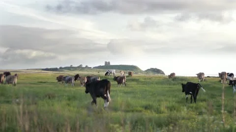 Cows and Ruins Stock-Footage 11216428