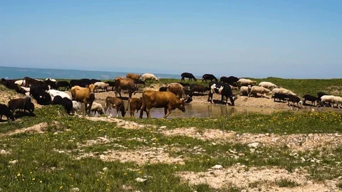 Cows and sheep eat grass and drink water in a field in nature 動画素材 109214597
