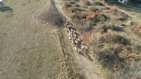 Cows and sheep going back Stock-Footage 99548258