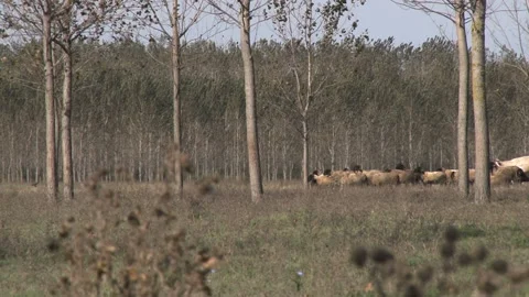 Cows and sheep on a hot day in the shade of trees. Video stock 153190012