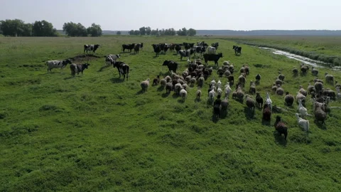 Cows and sheeps are walking along the field 스톡 동영상 93030515