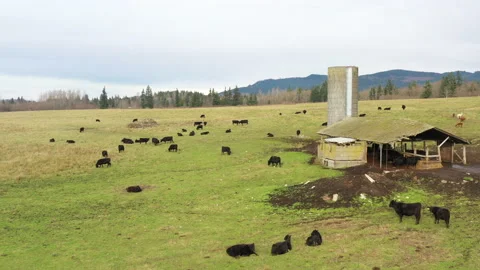 Cows and Silo Flyover 4k 30fps 库存影片 145037017