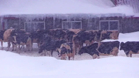 Cows and Snow Stock-Footage 332240017