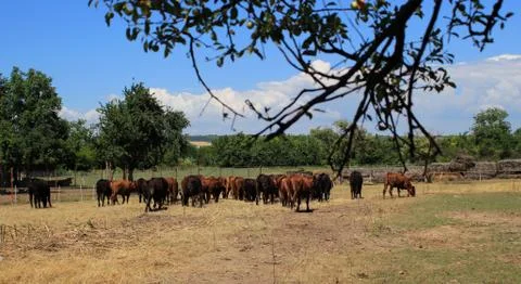 The cows and the tree branch Stock Photos