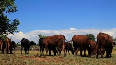 The cows and the tree on the meadow Stock Photos