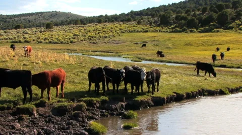 Cows and Water Stream HD Video stock 40713847