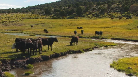 Cows and Water Stream III HD Stock Footage 40714037
