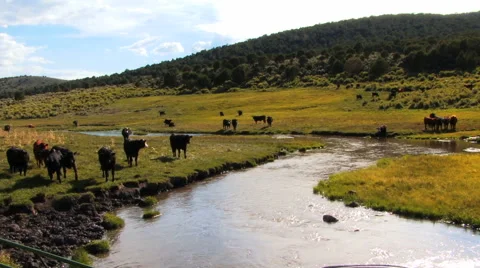 Cows and Water Stream IV HD Stock Footage 40714548
