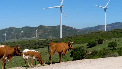 Cows and Wind generators in the background in Tarifa, south of Spain. Nature Stock-Footage 143101244