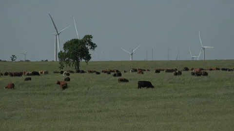 Cows and wind turbines share environment on Texas prairie, 4K. Stock Footage 241546769