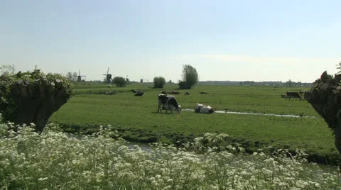 Cows and windmills Stock Footage 24691918
