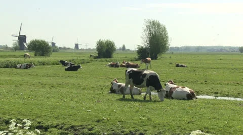 Cows and windmills of Holland Video stock 24691949