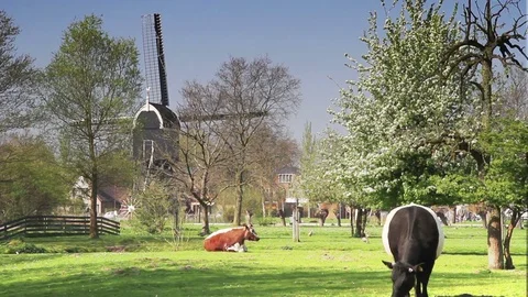 Cows and windmills in The Netherlands Stock Footage 74704939