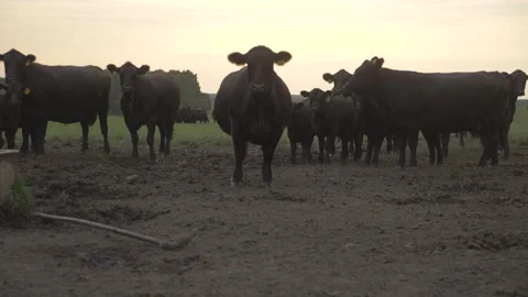 Cows angus run in the field Stock Footage 141743306