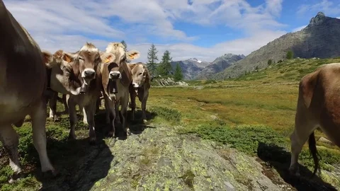 Cows - Animal in a pasture Stock Footage 79562062