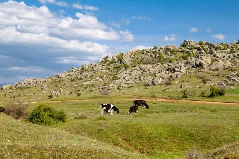 Cows Animals on Side Stock Photos